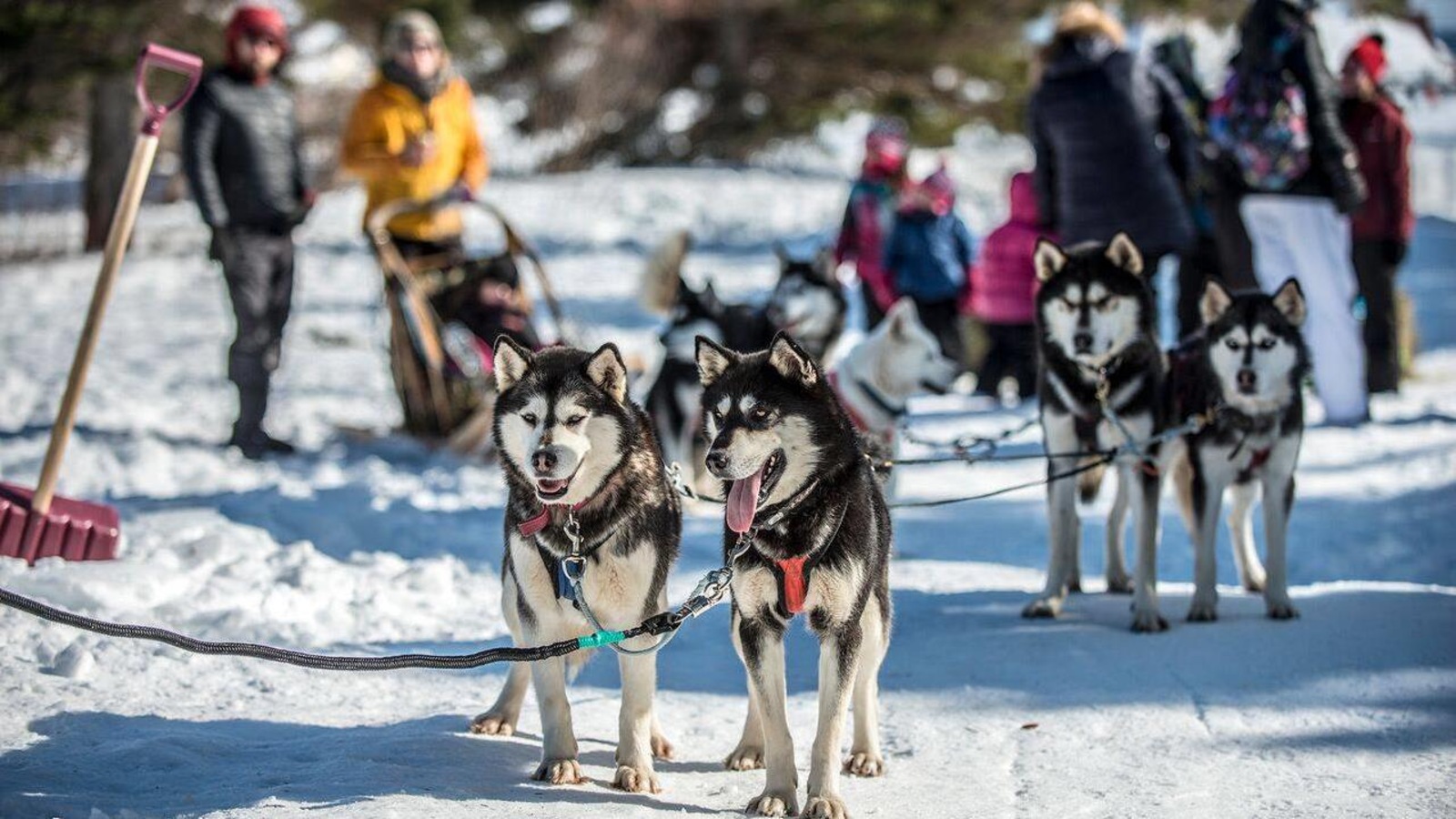 On voit des chiens husky attelés pour la promenade en traîneau On voit des chiens husky attelés pour la promenade en traîneau