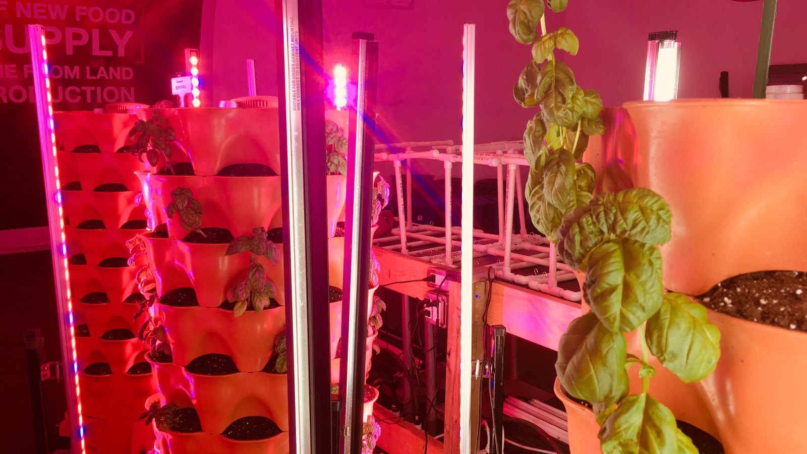 Vue d'intéreieur de la serre, un plant de basilic en avant-plan Vue d'intéreieur de la serre, un plant de basilic en avant-plan