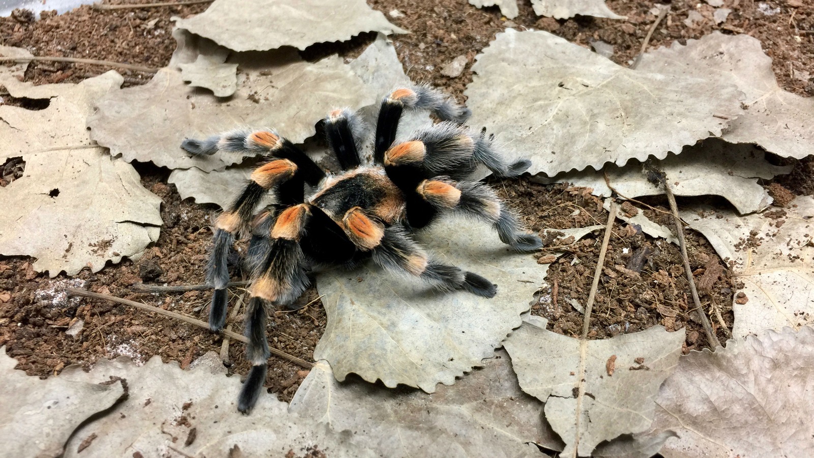 Une mygale Une mygale