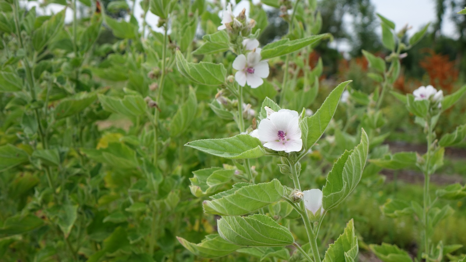 La photo montre un gros plan sur une fleur blanche accrochée sur une tige verte garnie de feuilles. La photo montre un gros plan sur une fleur blanche accrochée sur une tige verte garnie de feuilles.