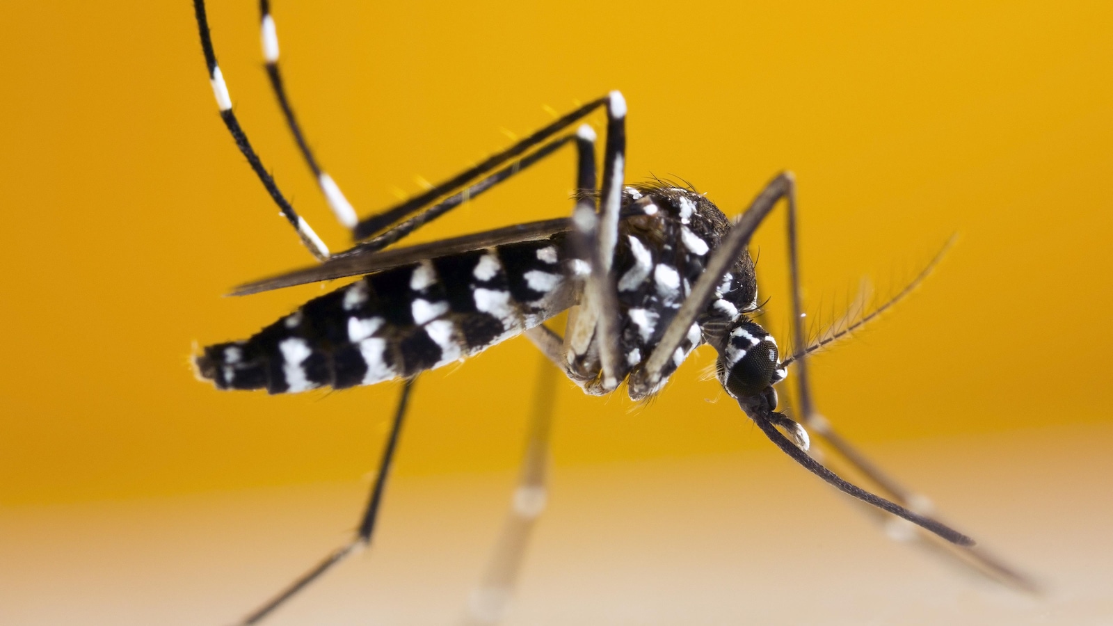 Un moustique tigre (Aedes Albopictus) Un moustique tigre (Aedes Albopictus)