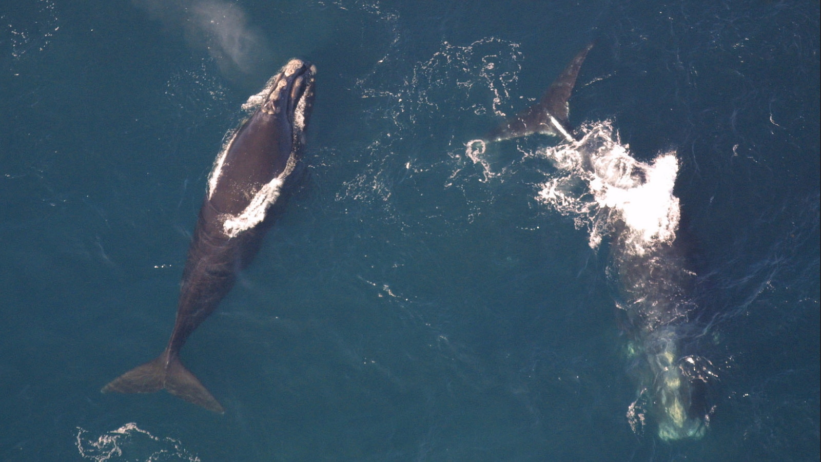 Deux baleines noires Deux baleines noires