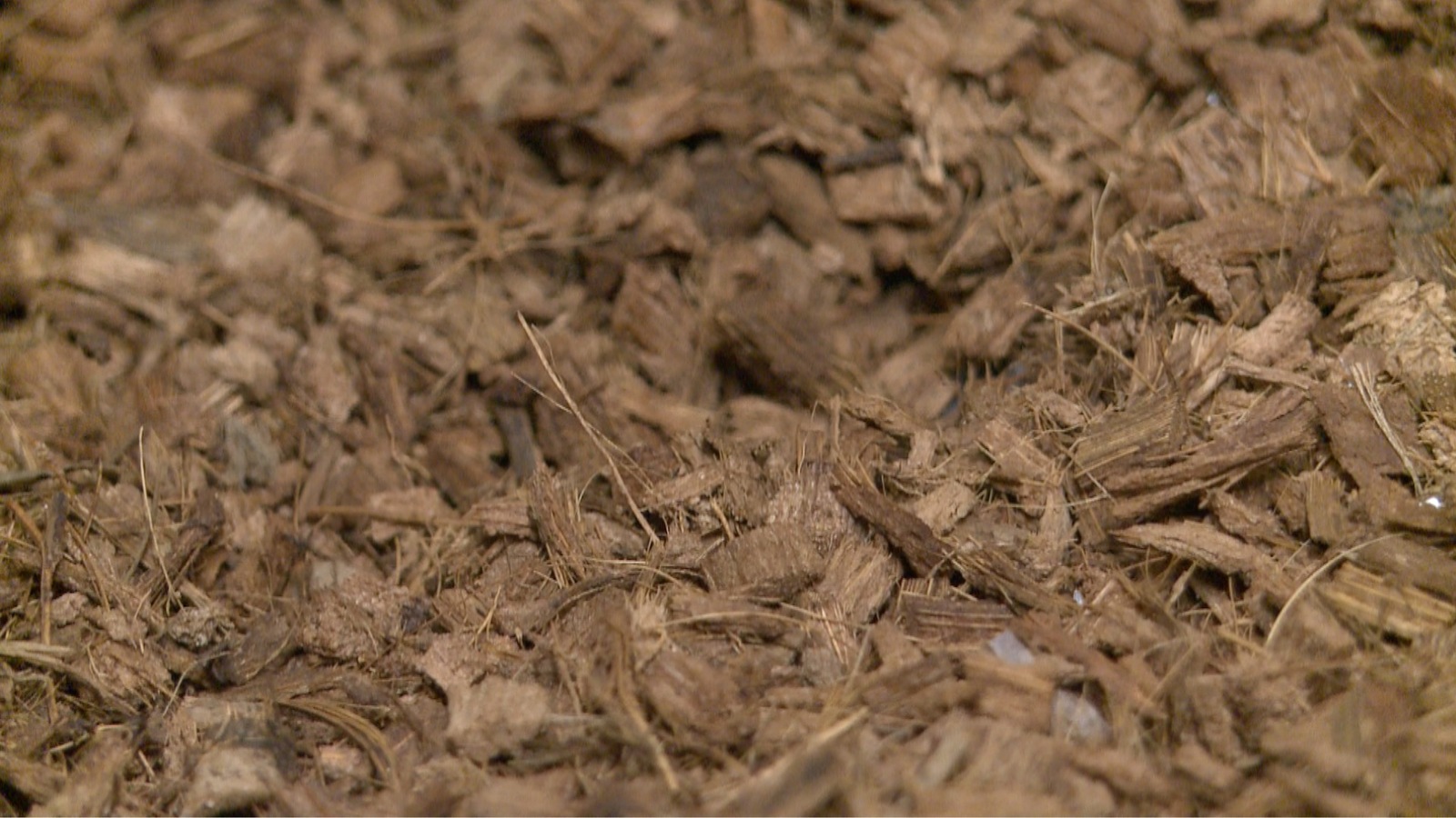 Le paillis d'écorce de noix de coco. Le paillis d'écorce de noix de coco.
