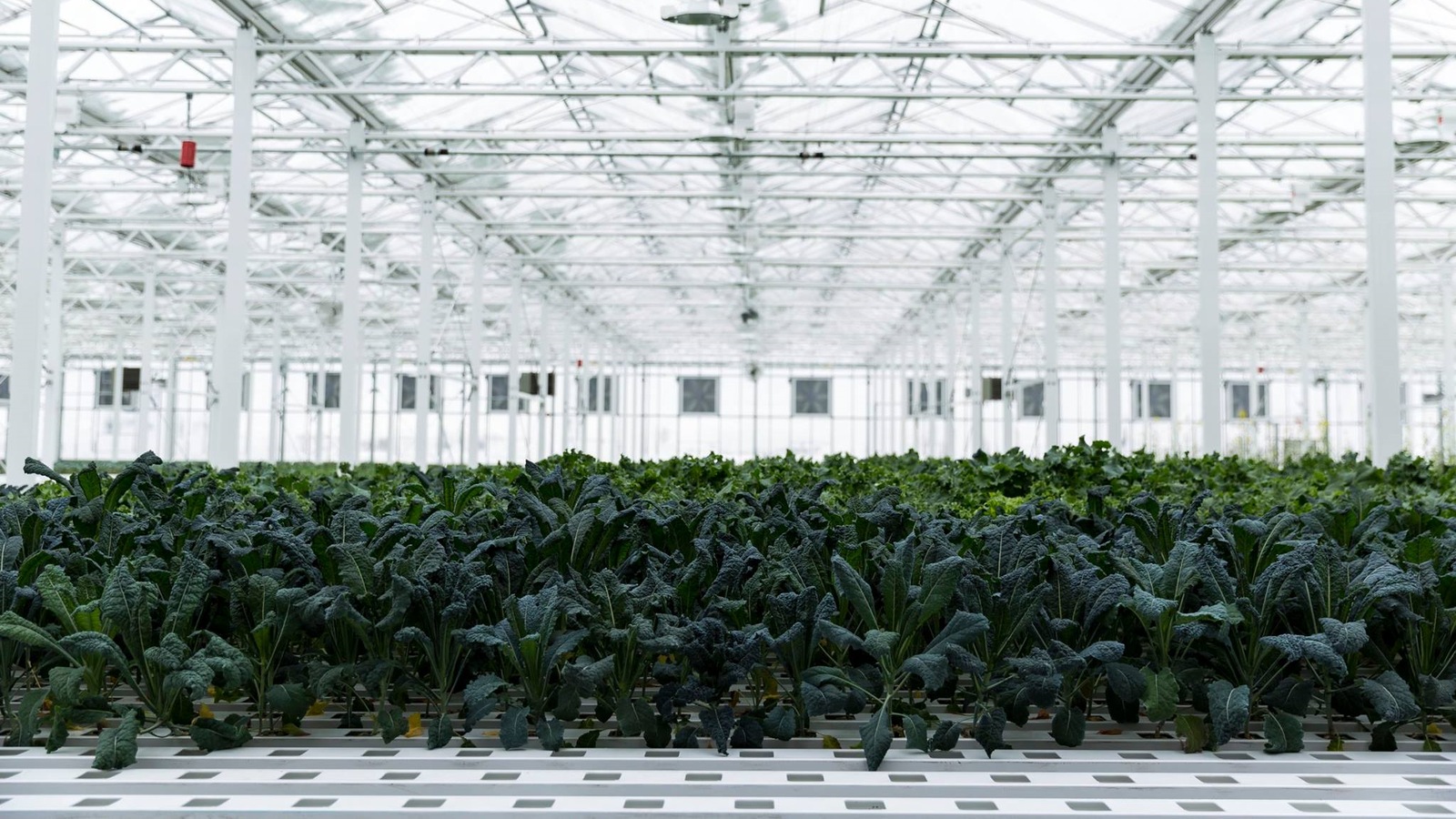 Des plants de chou frisé poussent dans les l'une des serres des Fermes Lufa, à Montréal