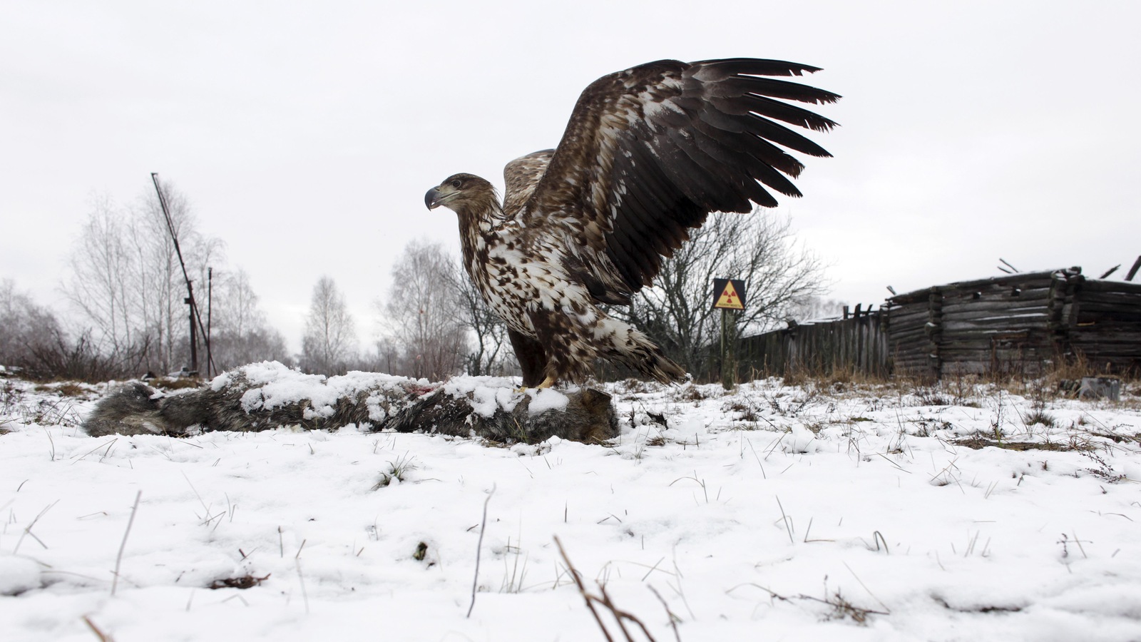Un aigle dévore une carcasse de loup dans la neige. Un aigle dévore une carcasse de loup dans la neige.