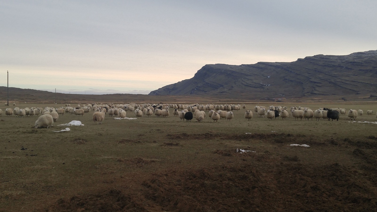 Des moutons en Islande Des moutons en Islande