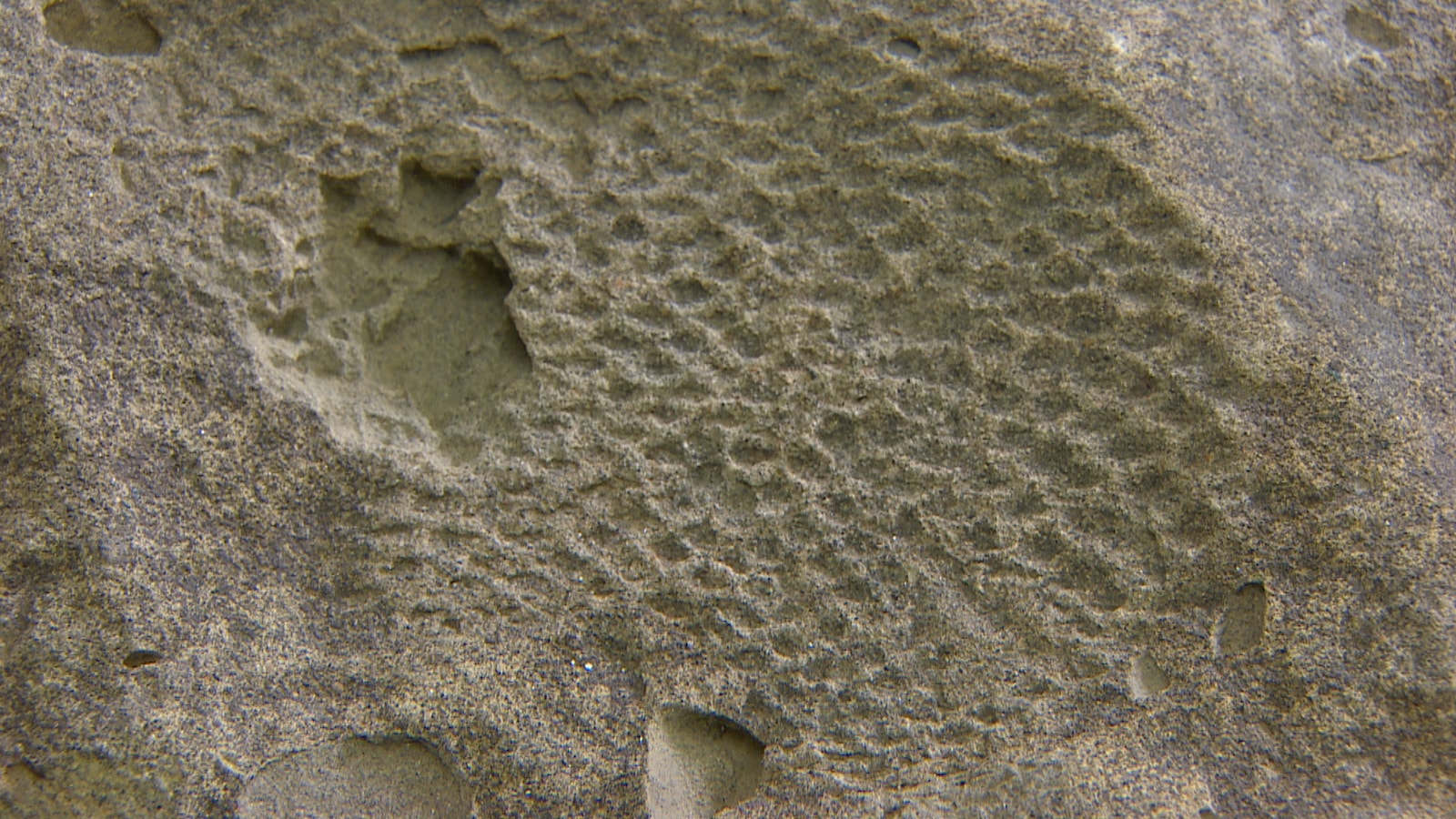 Un empreinte laissée par la peau de Tyrannosaurus Rex Un empreinte laissée par la peau de Tyrannosaurus Rex