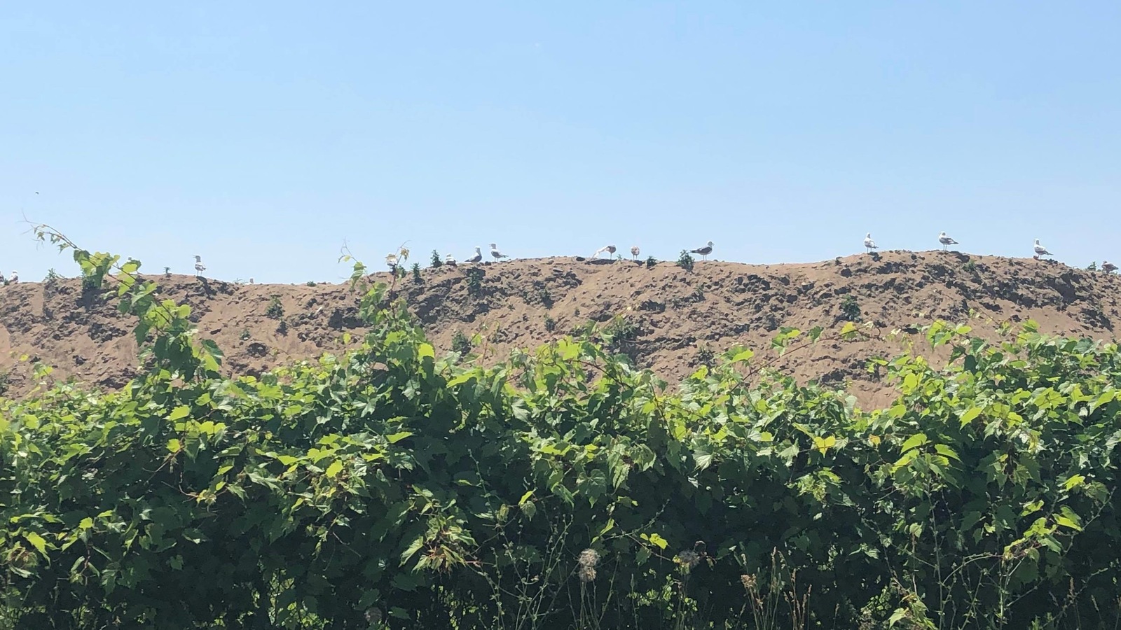Des goélands au sommet d'une butte de terre. Des goélands au sommet d'une butte de terre.