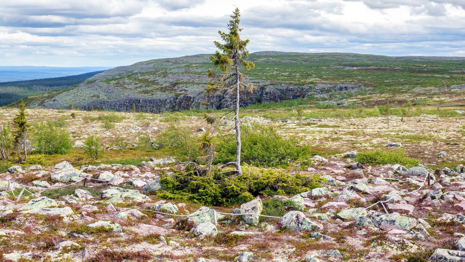 Une épinette entourée de corde blanche. Une épinette entourée de corde blanche.