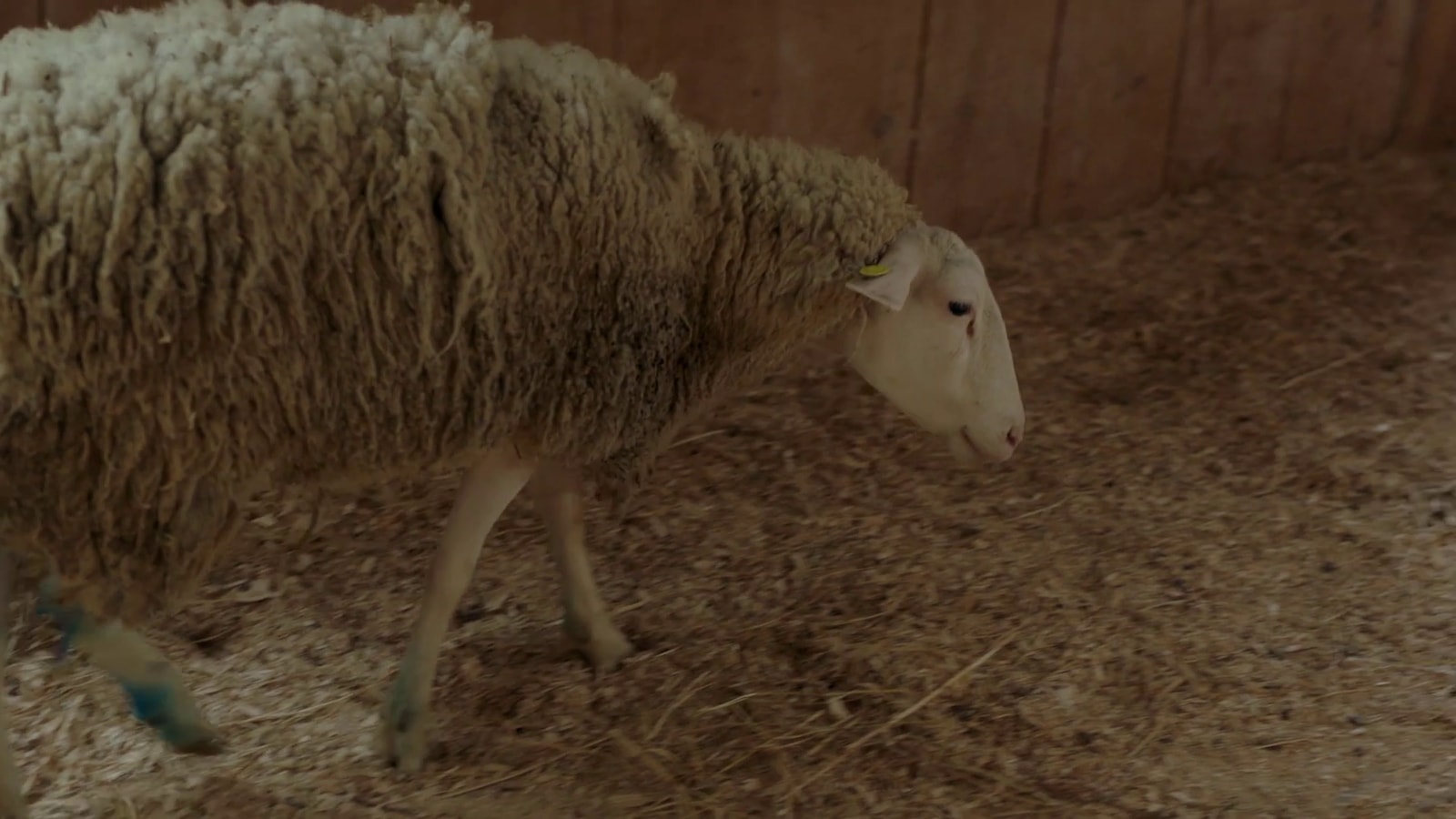 Un mouton sur la ferme.