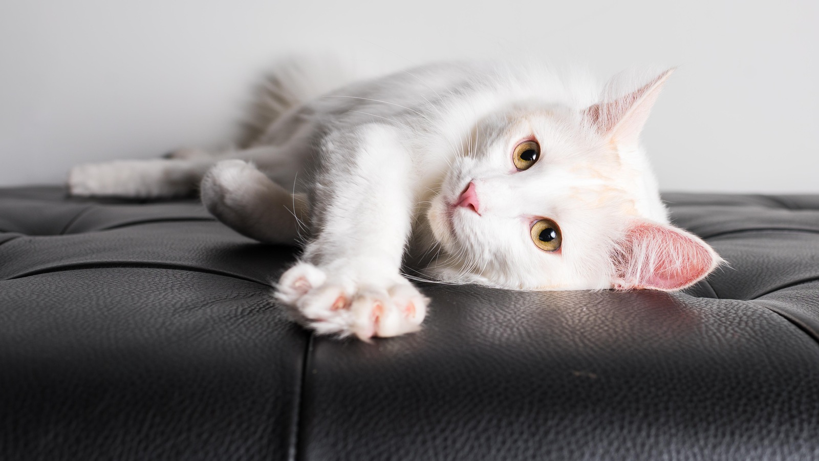 Un chat blanc allongé sur un coussin en cuir. 