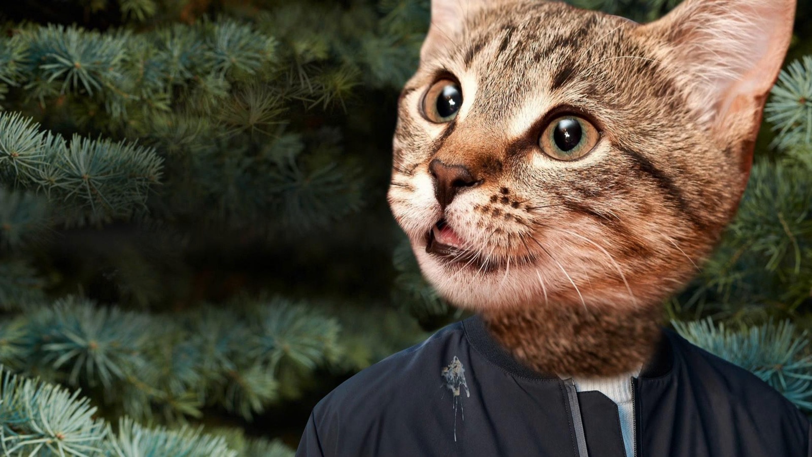 Une tête de chat devant une haie de conifères. Une tête de chat devant une haie de conifères.