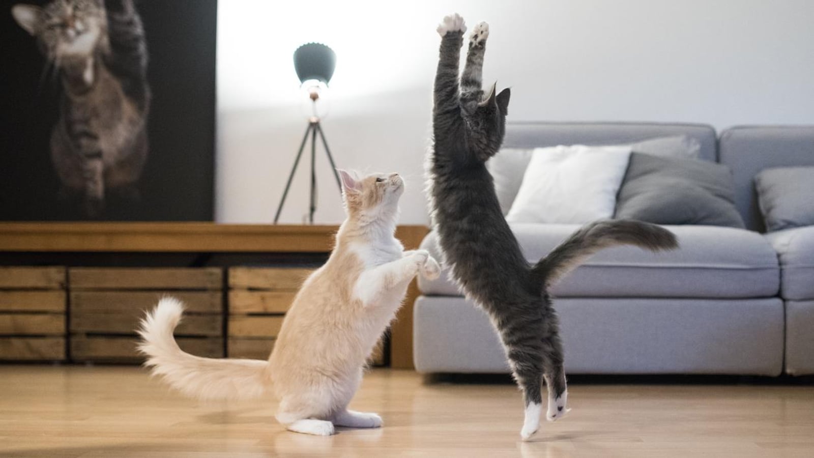 Deux chats qui jouent et sautent devant un canapé.