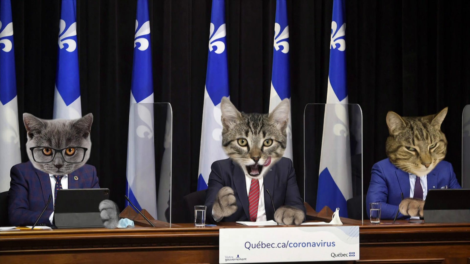 Trois politiciens en conférence de presse devant des drapeaux du Québec. Leurs visages ont été remplacés par des têtes de chats. Trois politiciens en conférence de presse devant des drapeaux du Québec. Leurs visages ont été remplacés par des têtes de chats.