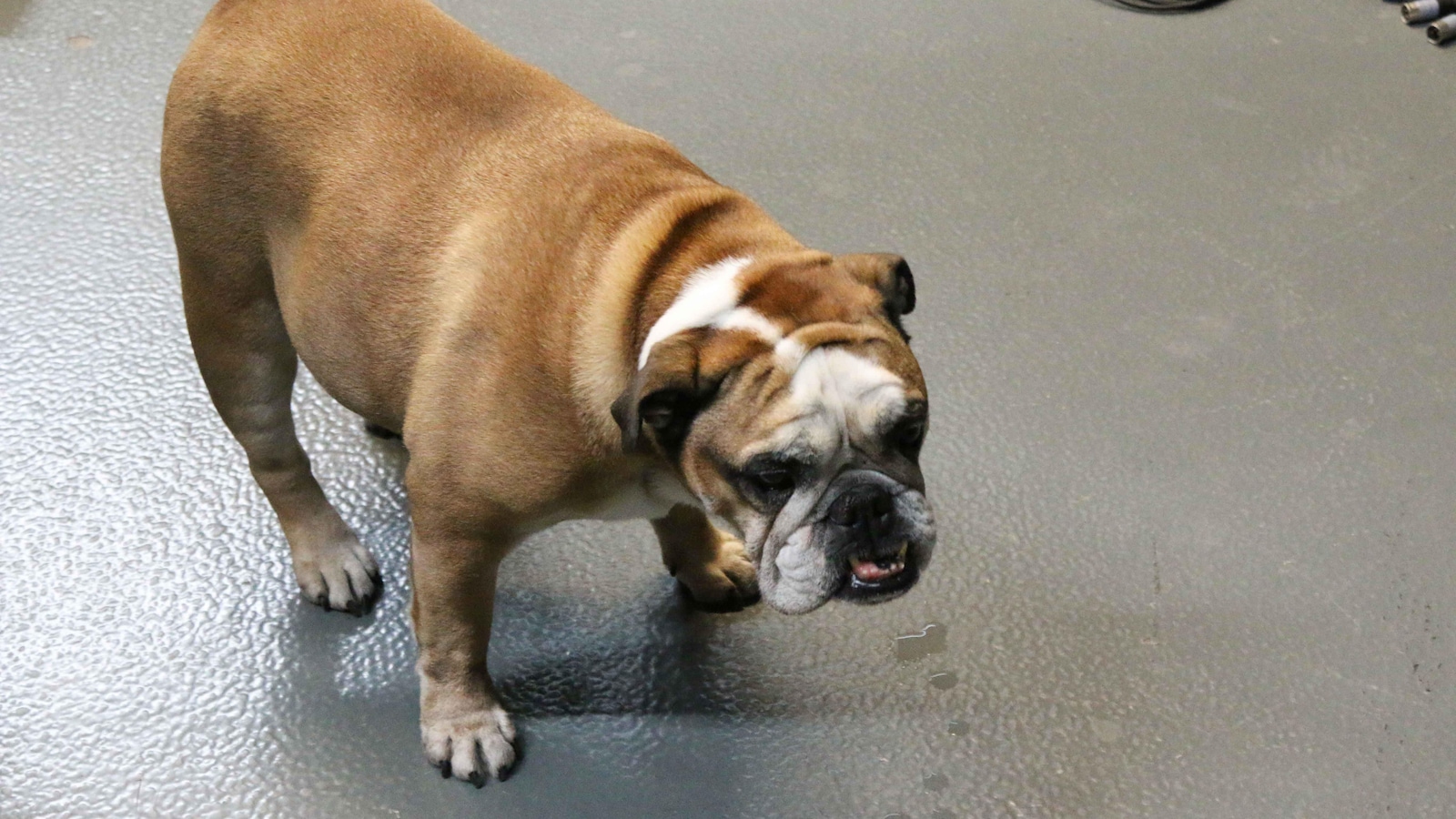 L'animal sur un plancher. L'animal sur un plancher.