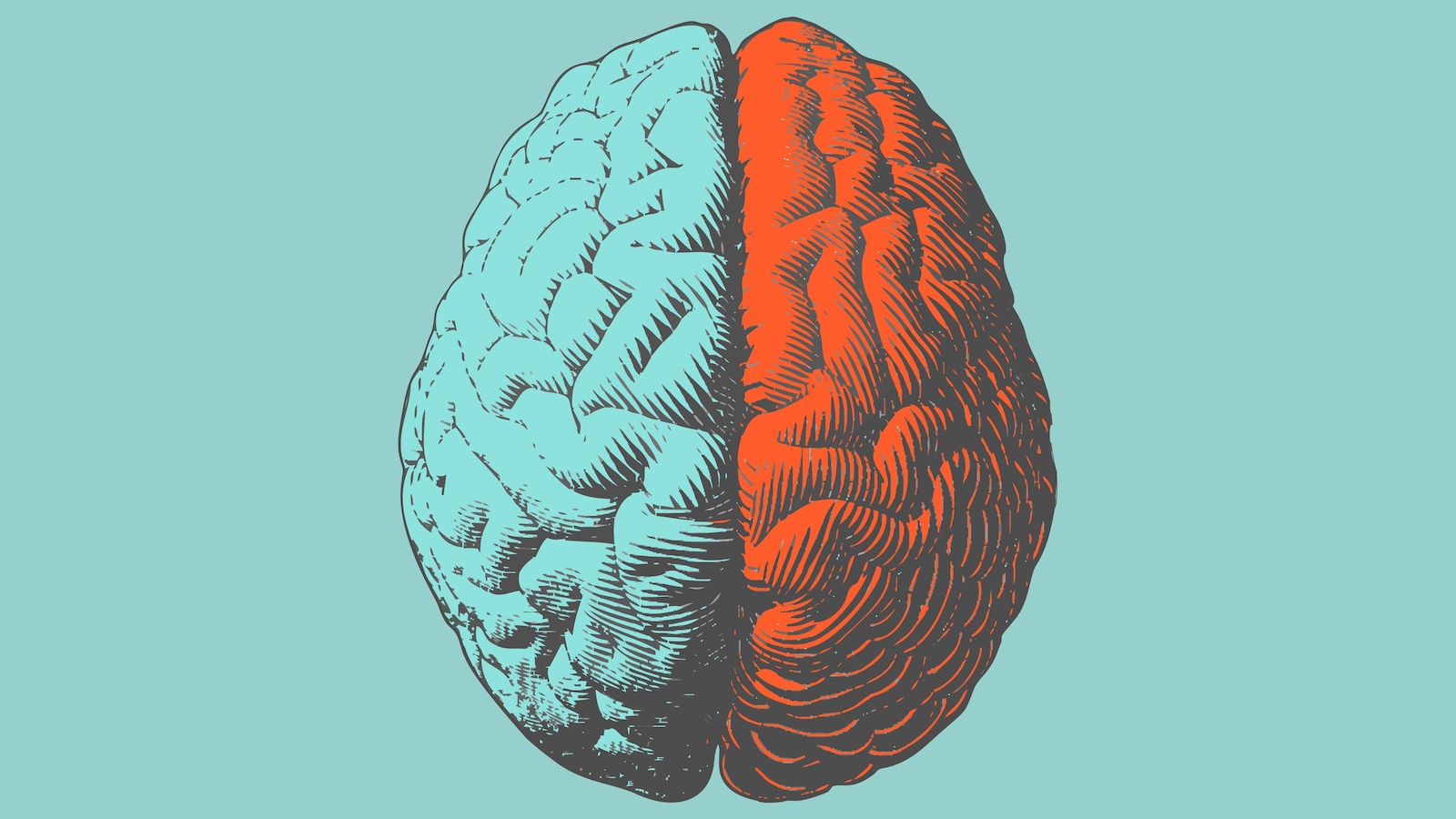 Une illustration en couleur d'un cerveau humain. Une illustration en couleur d'un cerveau humain.
