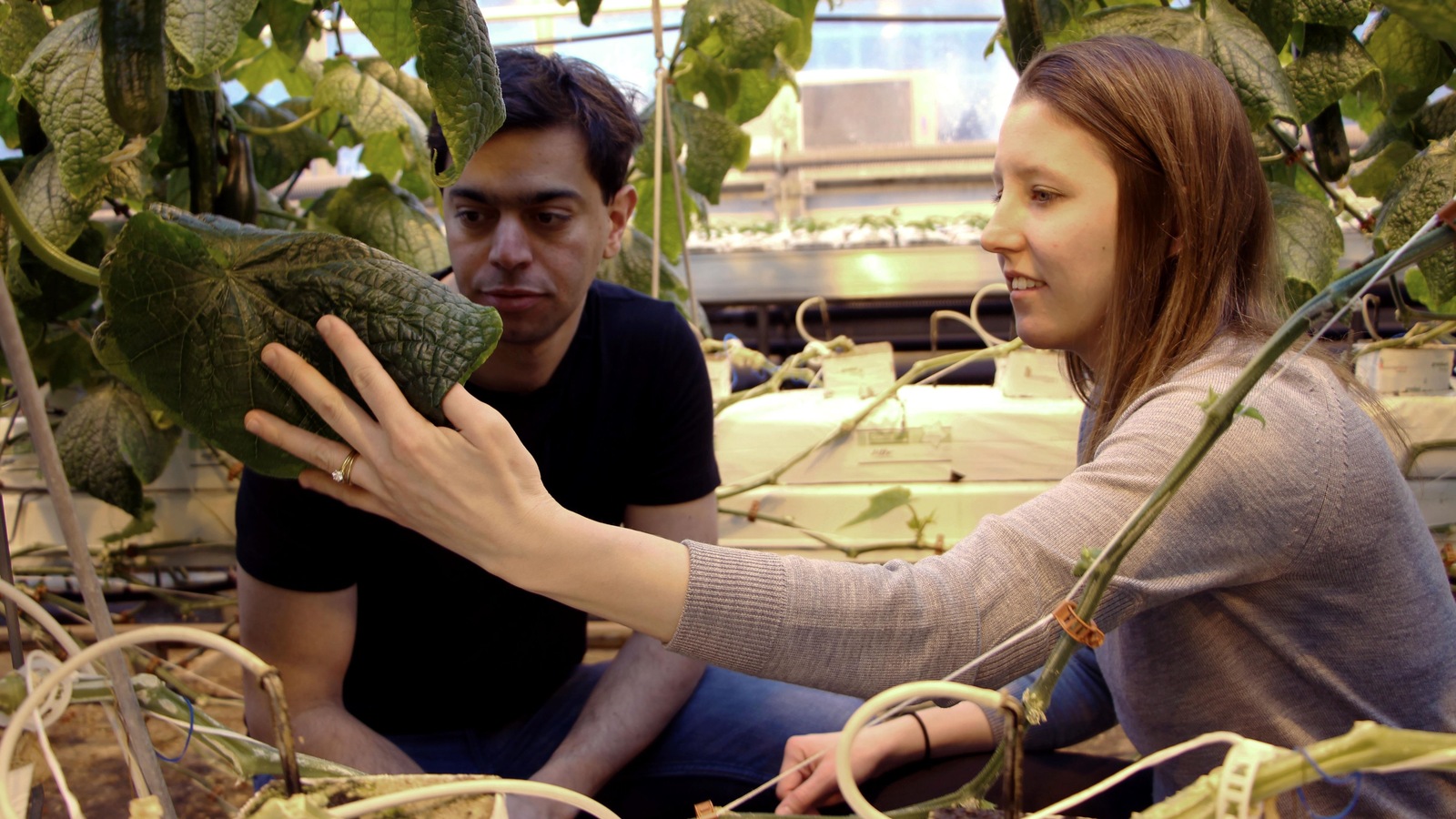 Mohamed Hage et Lauren Rathmell sont dans une serre et observent une plante. Mohamed Hage et Lauren Rathmell sont dans une serre et observent une plante.