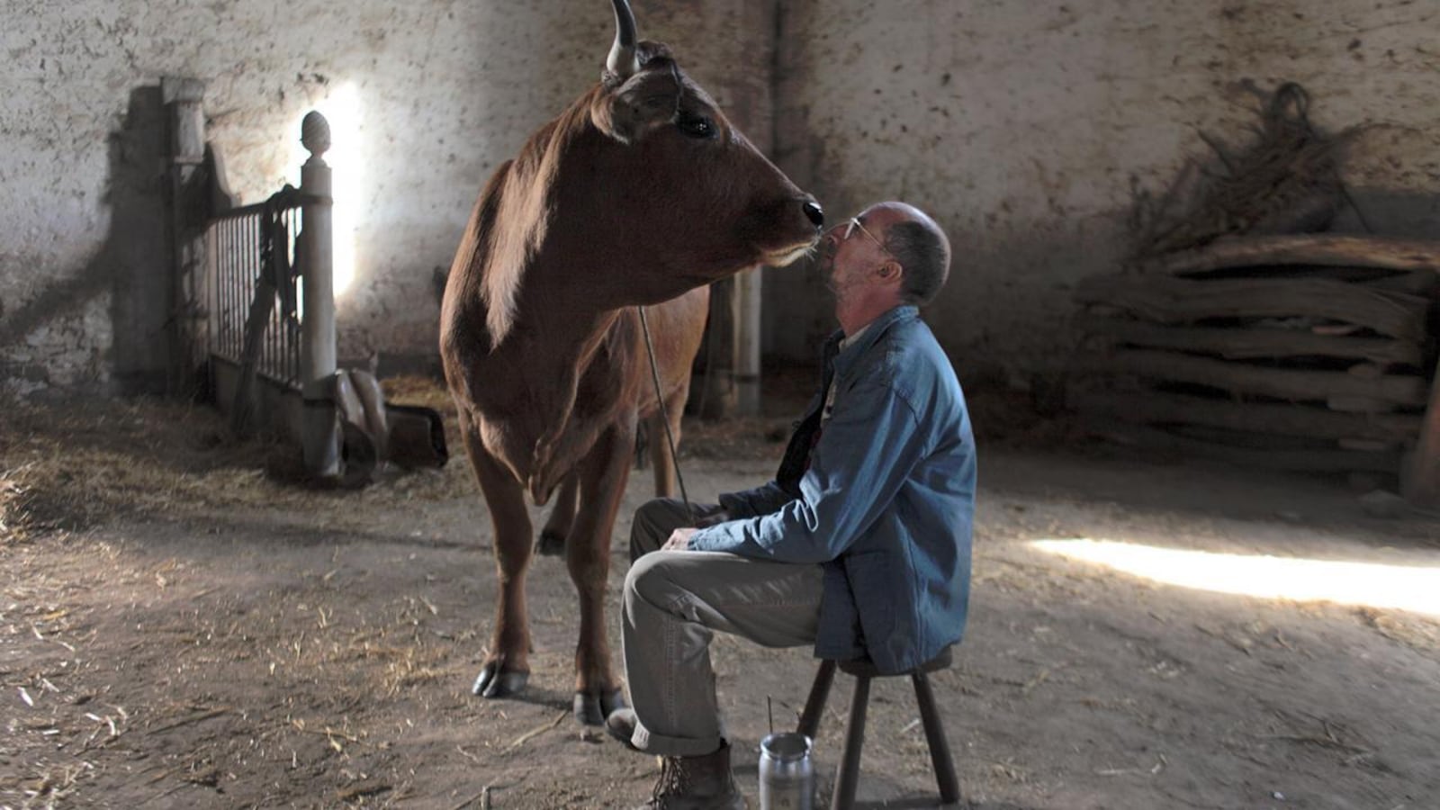 Dans une grange, un homme fait un tendre baiser à une vache.