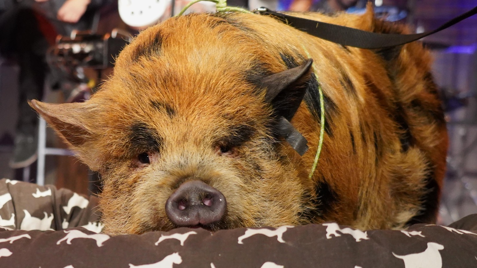 Cochon roux et noir couché sur un coussin en studio.     