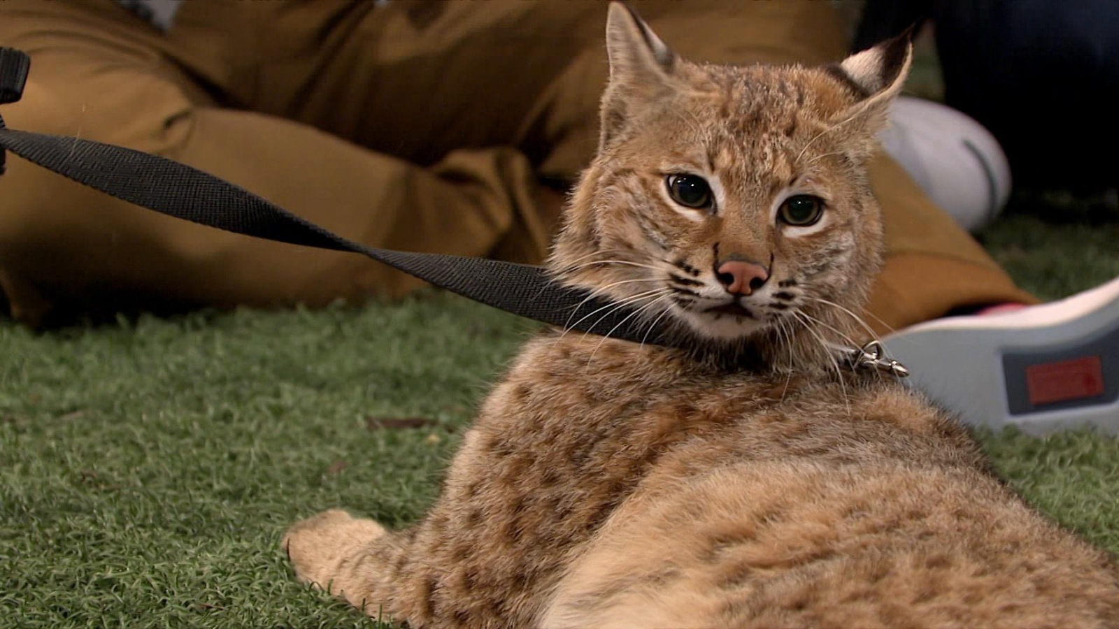 Sur le plateau des <i>Poilus</i>, un lynx roux est couché sur le sol recouvert de gazon synthétique. Sur le plateau des <i>Poilus</i>, un lynx roux est couché sur le sol recouvert de gazon synthétique.