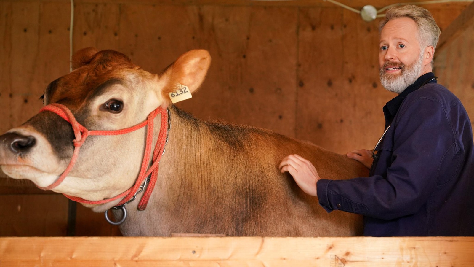 Antoine Meilleur (François Bellefeuille) est debout à côté d'une vache. Antoine Meilleur (François Bellefeuille) est debout à côté d'une vache.
