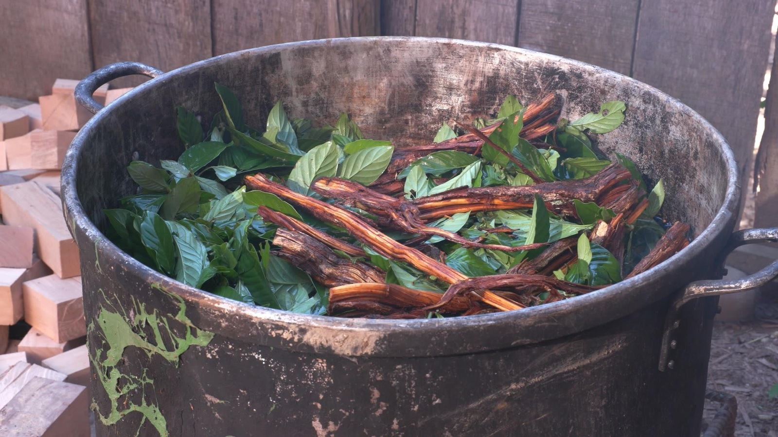 L'ayahuasca est consommée dans la clandestinité par des adeptes qui l’utilisent dans une démarche spirituelle. L'ayahuasca est consommée dans la clandestinité par des adeptes qui l’utilisent dans une démarche spirituelle.