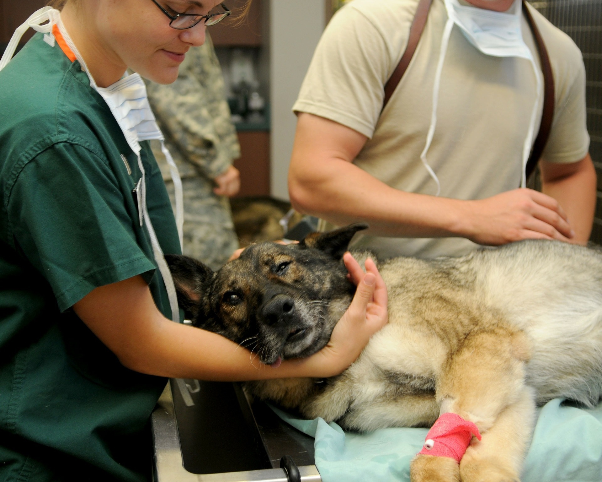 Le chien est sur le côté avec une perfusion dans la patte avant droite. Le chien est sur le côté avec une perfusion dans la patte avant droite.