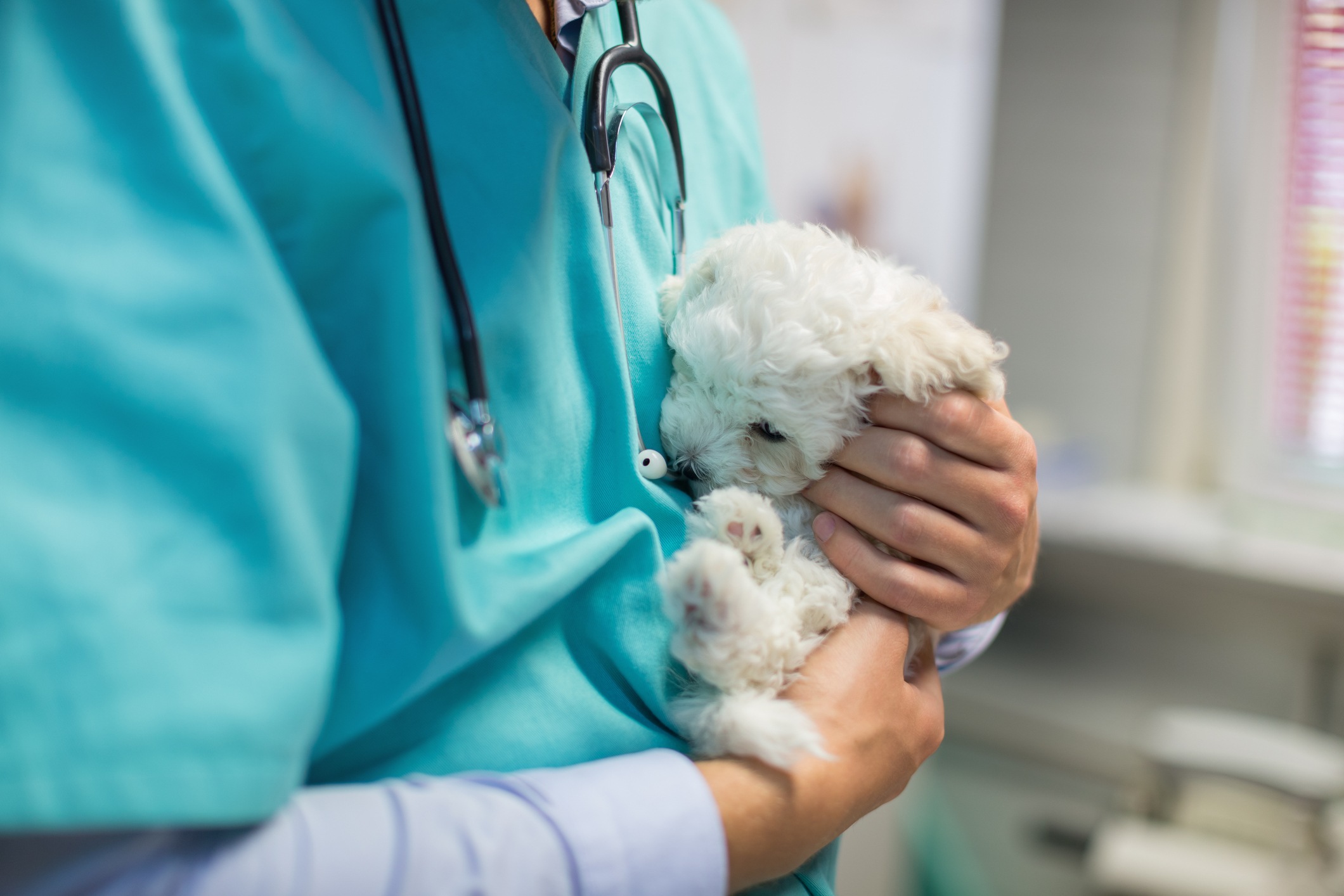 Un vétérinaire tient un petit chien dans ses mains. Un vétérinaire tient un petit chien dans ses mains.