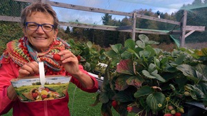 La randonneuse Anne Corson en train de cueillir des fraises.