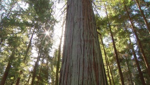 Le bas d'un énorme arbre dans une forêt.