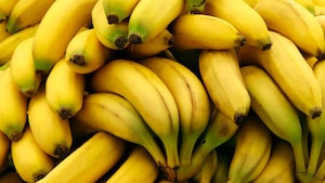 Une trentaine de bananes jaunes empilées pêle-mêle les unes sur les autres.