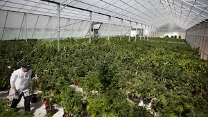 Une première au Canada : un programme collégial sur la production de cannabis commercial
