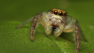 Une araignée sauteuse sur une feuille