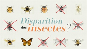 Disparition des insectes?
