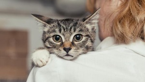 Un chat sur l'épaule d'une femme.