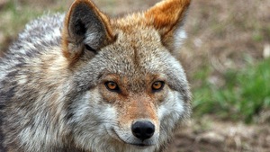 La face d'un coyote.