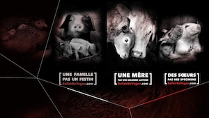 Des images d'animaux avec leurs petits avec les mention: « Une famille pas un festin » ou encore «Une mère pas une machine laitière ».