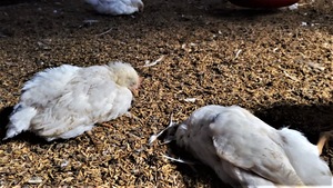 Poulets morts.