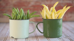 Haricots verts et jaunes dans des tasses.