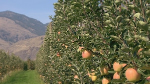 Un verger de pommes dans la vallée de l'Okanagan.