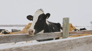 vache en hiver à l'extérieur
