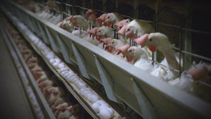 Des poules pondeuses en grand nombre dans des cages conventionnelles.