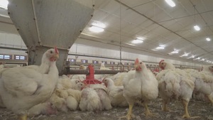 Des poulets dans un élevage conventionnel.