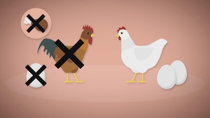 Image infographique d'un coq et d'une poule.