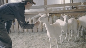 Jac le Chevrier a présentement 12 chèvres laitières.