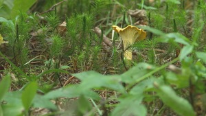 Un champignon chanterelle au sol en forêt.