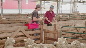 Alexandre Anctil et David Gagnon dans la bergerie.
