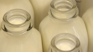Le lait embouteillé à la ferme est mis dans des bouteilles de verre.