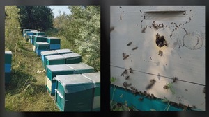 Deux photos des ruches et des abeilles de Dmytro Kushnir en Ukraine.