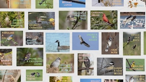 Mosaïque de photos d'oiseaux avec leur nom.